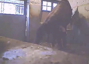 Stallion with dark skin in the hottest bestiality XXX