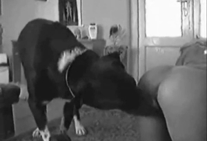 Blonde ass nicely licked by a sexy black doggy