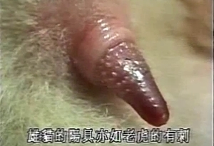 Sexy babe's tight pussy impaled by a big animal cock