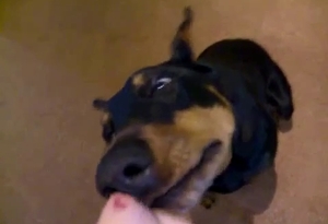 This doggie is orally pleasing an uncircumcised penis