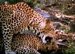 Amazing wild sex with the sexiest tigers