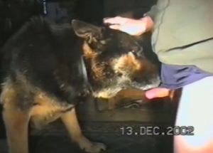 Zoophile receives a sloppy BJ from a cute shepherd