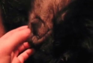 Dark doggy participates awesome bestiality sex action