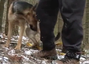 Impressive outdoor zoo porn cock play with my doggy