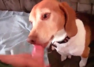 Huge boner for a submissive puppy