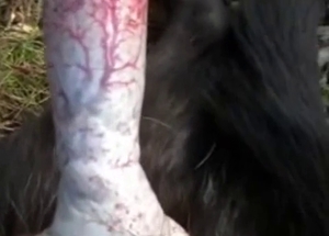 Very impressive and violent HJ for a dog