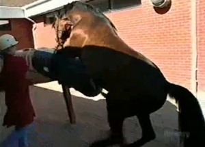 Two impressive horses fuck in the doggy style pose