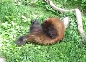 Amazing wolverine stroking that good-looking dong