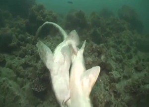 Sharks fucking each other to reach an orgasm