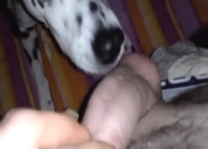 Dog is going to lick this dude's boner in POV