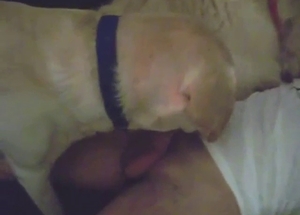 Two dogs pleasing one dude in a hot-ass movie