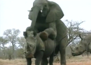 Elephant and rhino fuck with beasts MATING hard