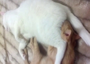 Kitty vs cat porn with lots of hot animal sex