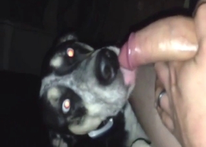 Dog is shocked to see this dude's hard penis