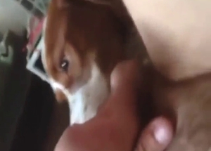 Teen guy gets his asshole pleased by a sexy dog