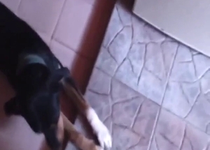 Dude finally gives in and lets this dog suck him