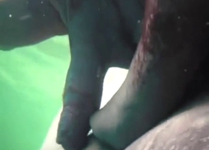 Walrus fucking with two animals underwater